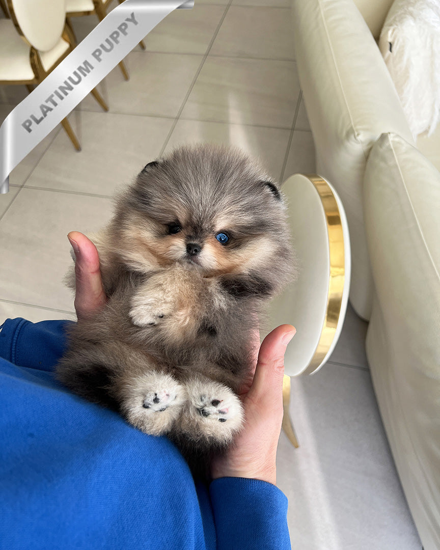 HYDE – MALE (PURCHASED by LINDA)