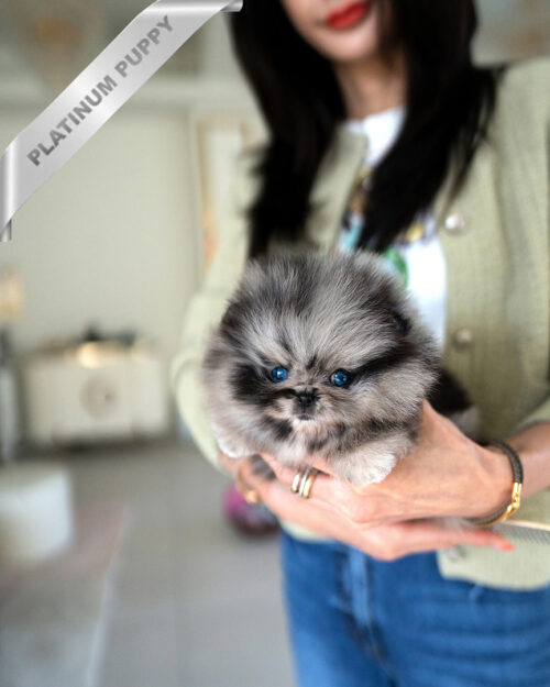 ASPEN - MALE (PURCHASED by NALAE)