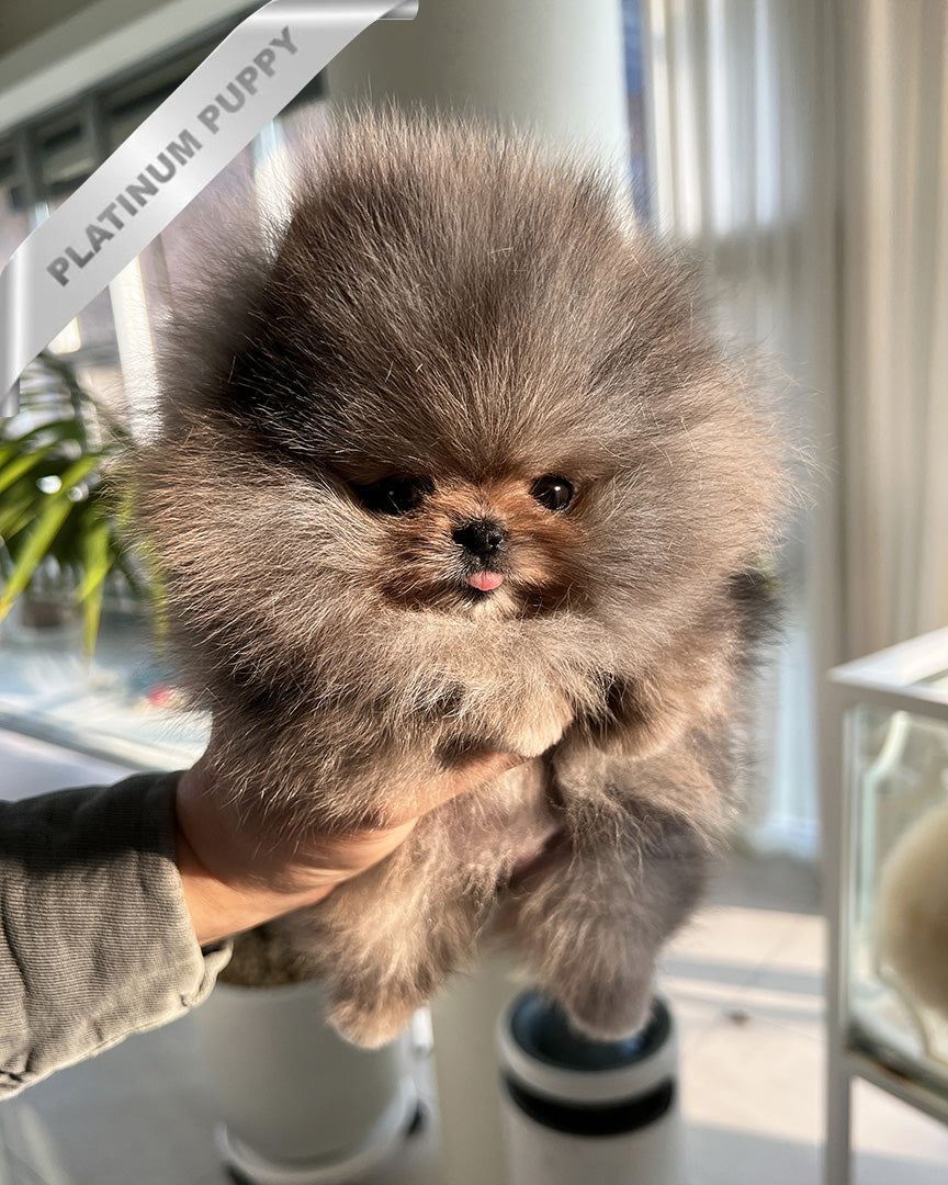 ARIA – FEMALE (PURCHASED by ROLLY TH)