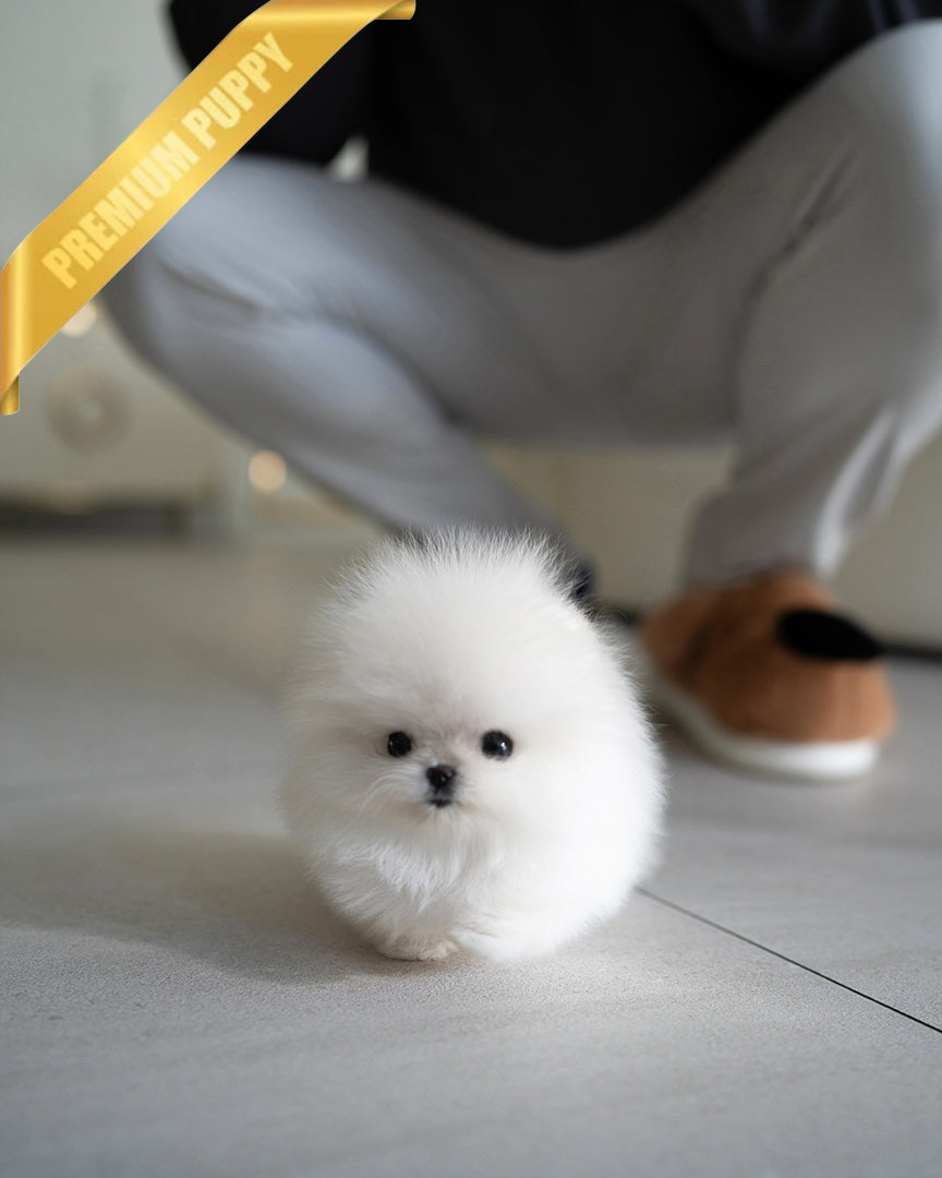 SOM – FEMALE (PURCHASED by LEILA)