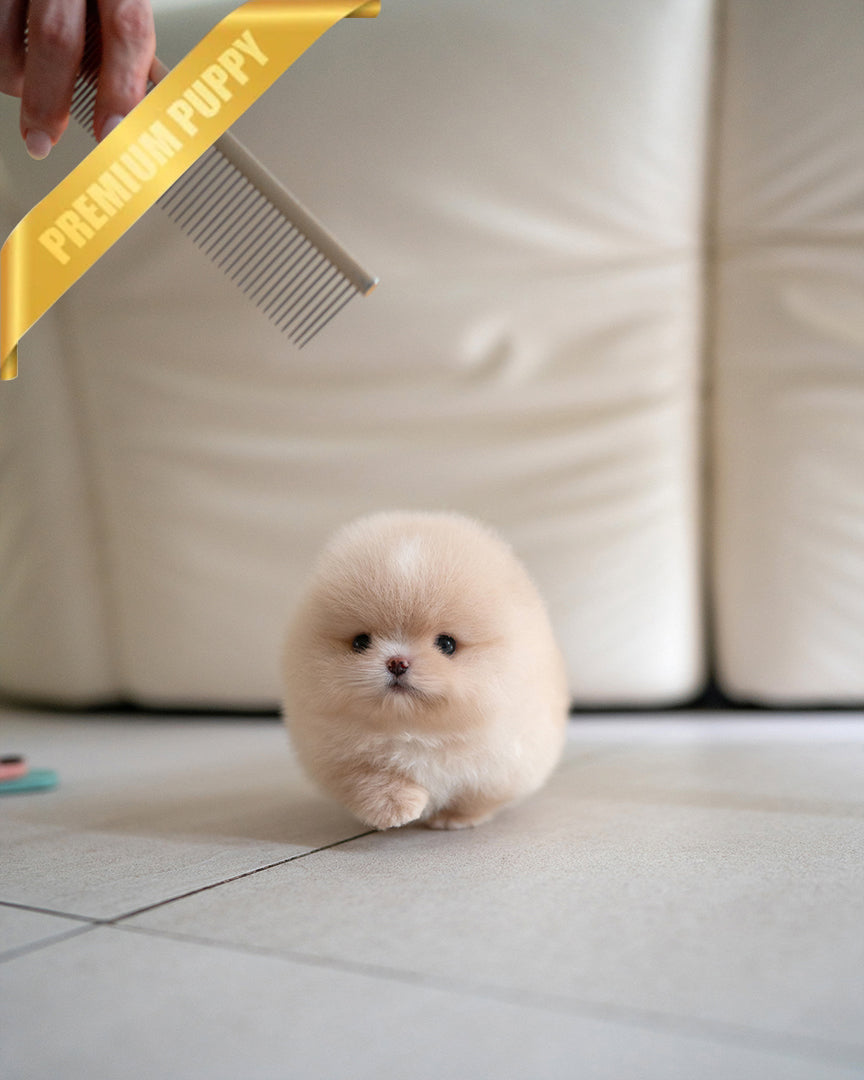 MOCHI – MALE (PURCHASED by SANNY)